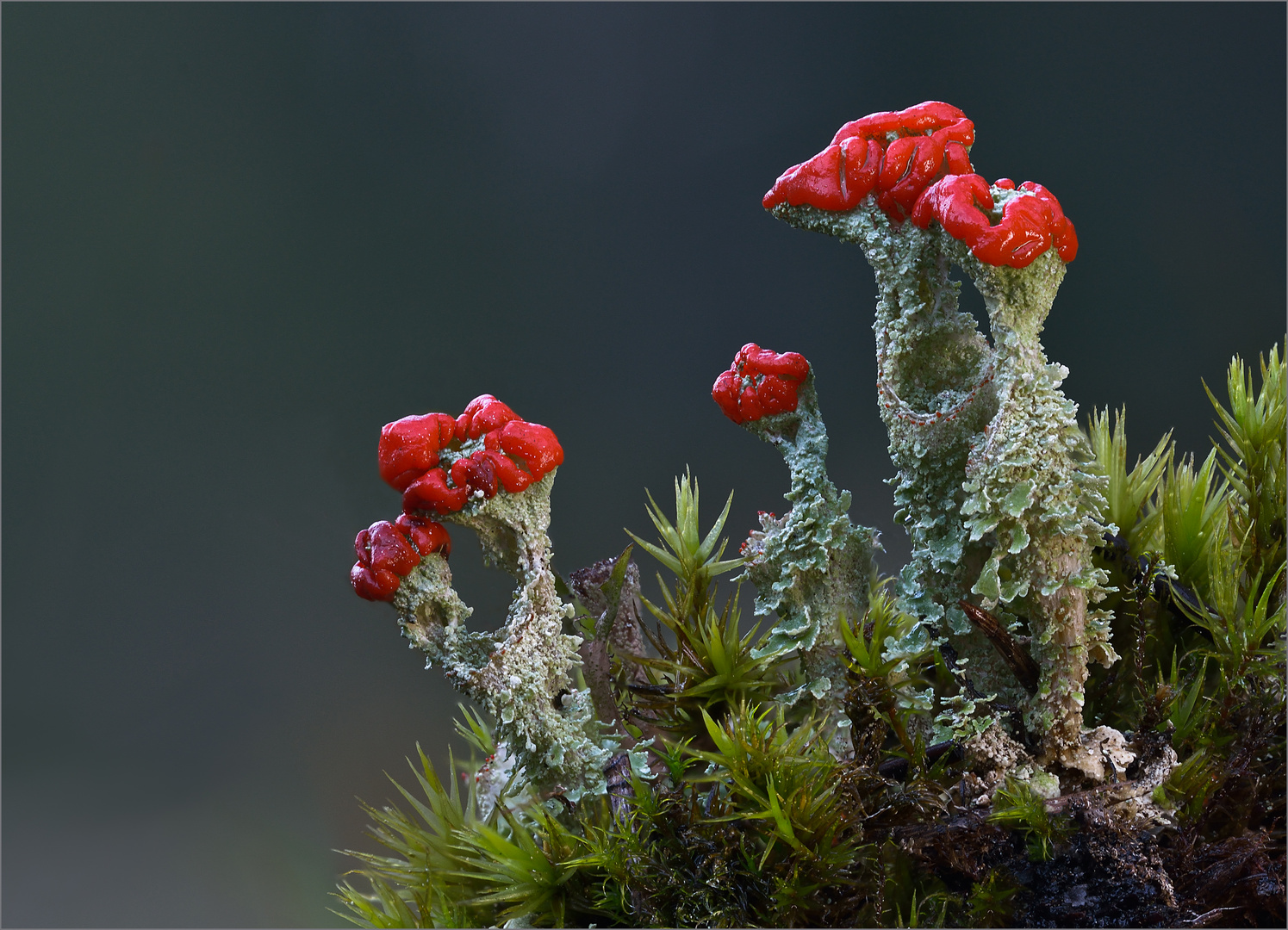 Cladonia polydactyla Foto & Bild pflanzen, pilze & flechten, pilze