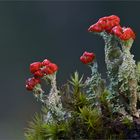 Cladonia polydactyla