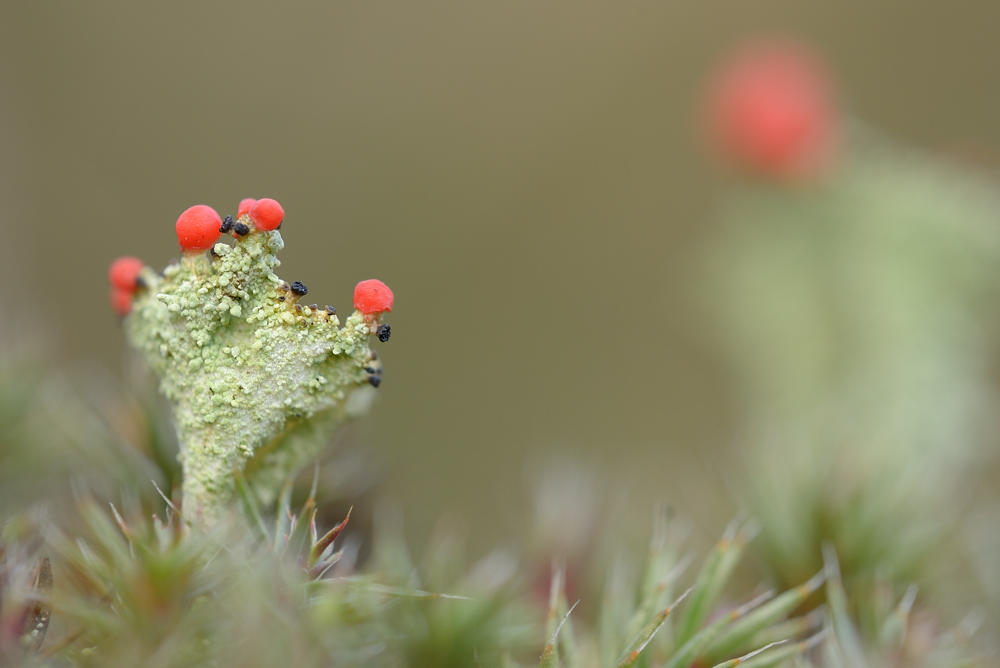 Cladonia polydactyla