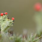 Cladonia polydactyla