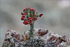 Cladonia polydactyla