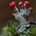 Cladonia polydactyla