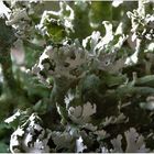 Cladonia prostrata ??