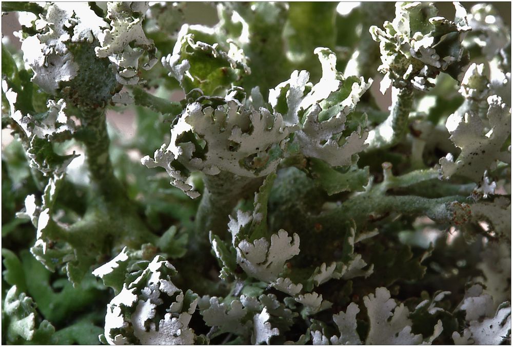 Cladonia prostrata ??