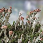 Cladonia ramulosa (Ästige Becherflechte)