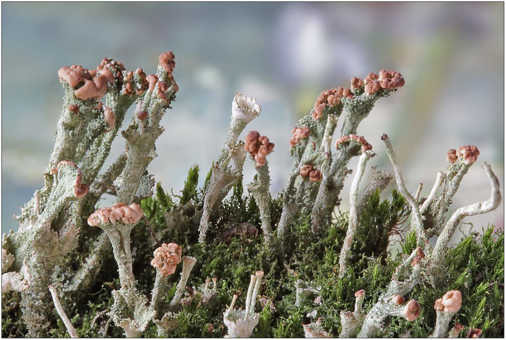 Cladonia ramulosa (Ästige Becherflechte)