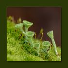 Cladonia  -  Schönheit im Kleinen