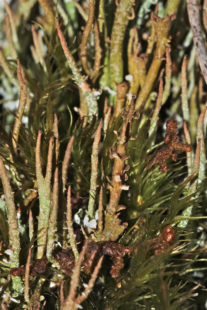 Cladonia sp. - ein wunderschönes Türmchen - . . .