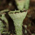 Cladonia sp., pyxidata?