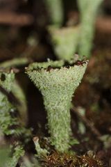 Cladonia sp., pyxidata?