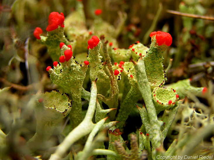 Cladonia spec.