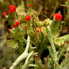 Cladonia spec.