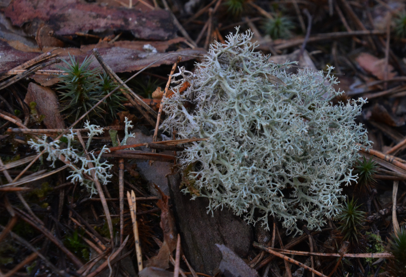 Cladonia stellaris