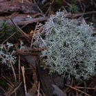 Cladonia stellaris