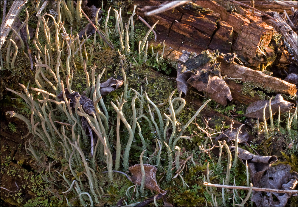 Cladonia subulata?