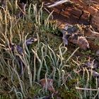 Cladonia subulata?