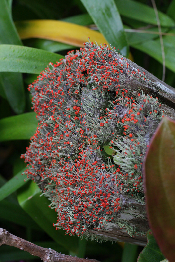 Cladonia transcendens