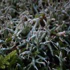 Cladonia uncialis