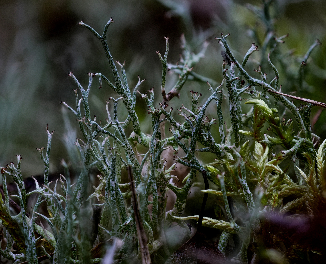 Cladonia unicialis Flechte