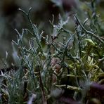 Cladonia unicialis Flechte