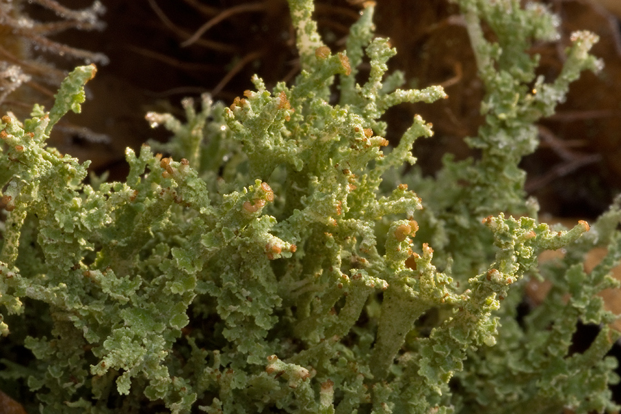 Cladonia, vielleicht squamosa?