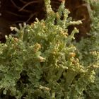 Cladonia, vielleicht squamosa?