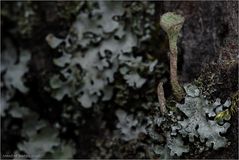 Cladonia vuvuzela.....