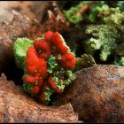 Cladonia...auf Laub gebettet