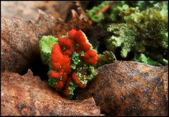 Cladonia...auf Laub gebettet