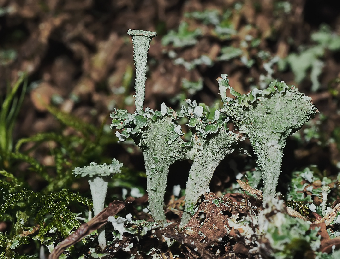 Cladoniafreuden im tiefen Wald!