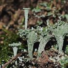 Cladoniafreuden im tiefen Wald!