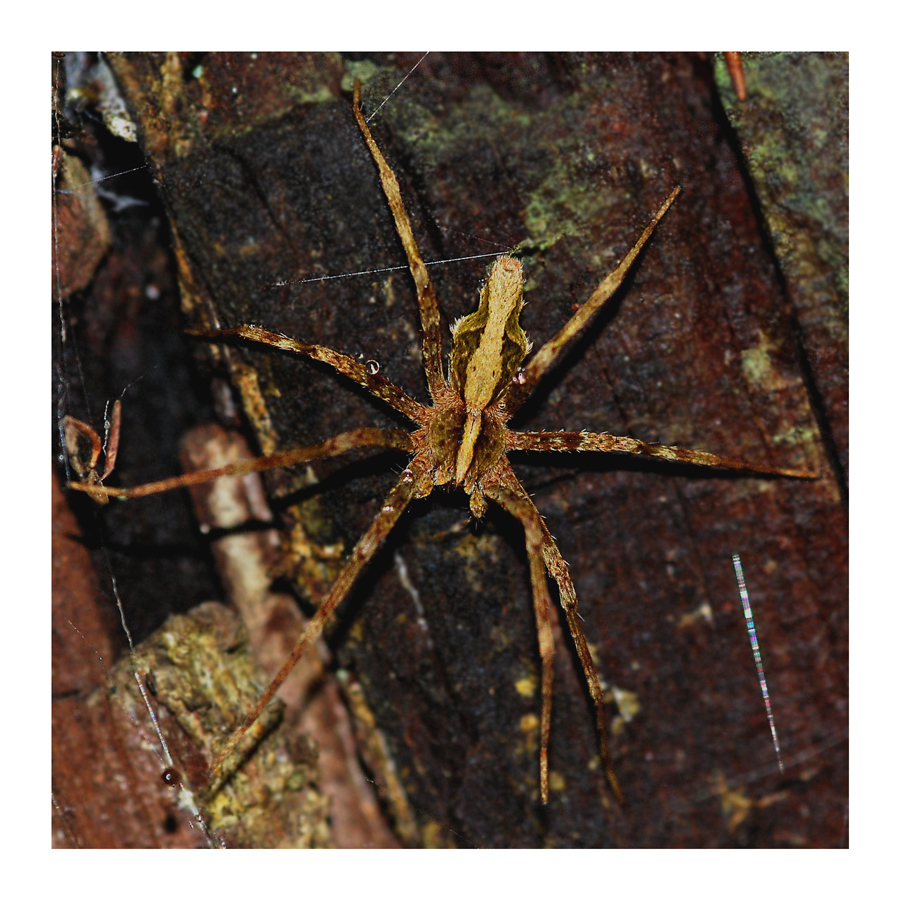 Cladycnis insignis-Raubspinne im Regenwald