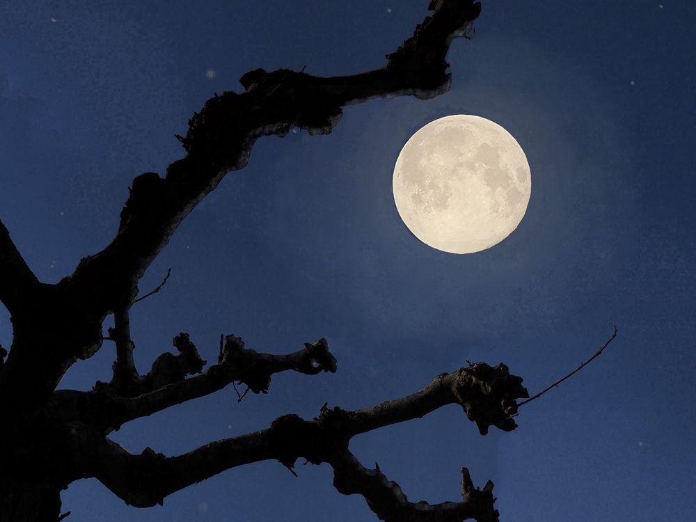 Clair de lune dans mon jardin