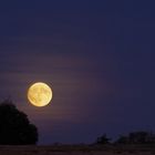 Clair de lune en campagne 