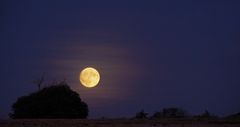 Clair de lune en campagne 