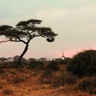 clair obscur à Amboseli