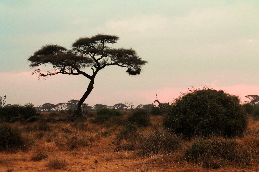 clair obscur à Amboseli