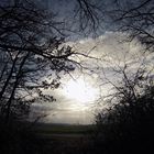 Clair obscur à la sortie du bois - Helldunkel am Rande des Gehölzes