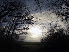 Clair obscur à la sortie du bois - Helldunkel am Rande des Gehölzes