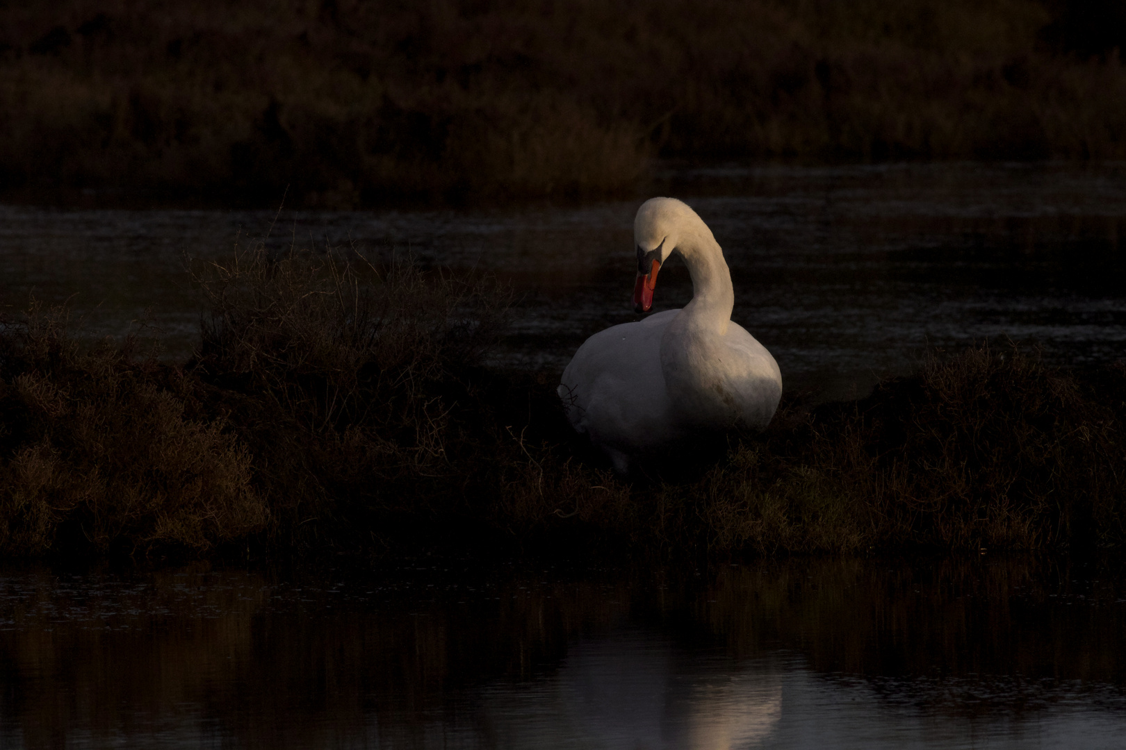 Clair obscur de Cygne