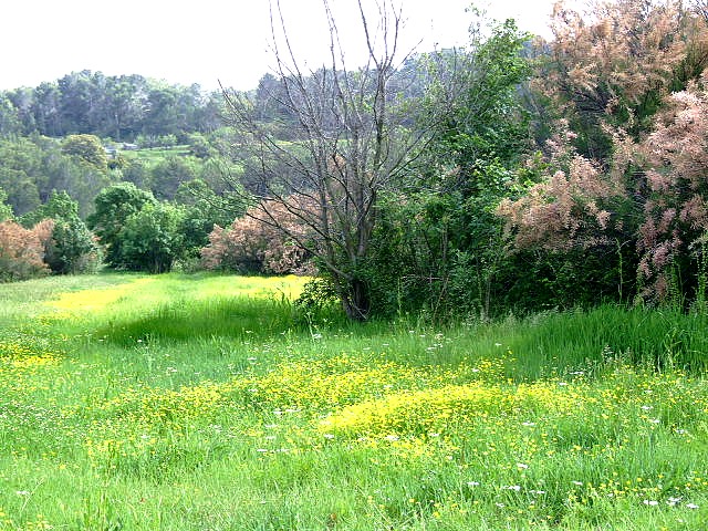 clairière au millieux du vignoble de la Clape dans l'aude.