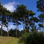 Clairière en Forêt de La Coubre -- Lichtung in dem Wald von la Coubre