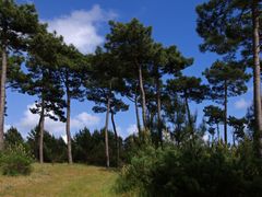 Clairière en Forêt de La Coubre -- Lichtung in dem Wald von la Coubre