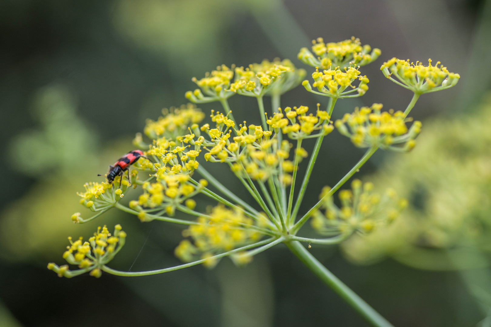  clairon des abeilles dans les fleurs de fenouil