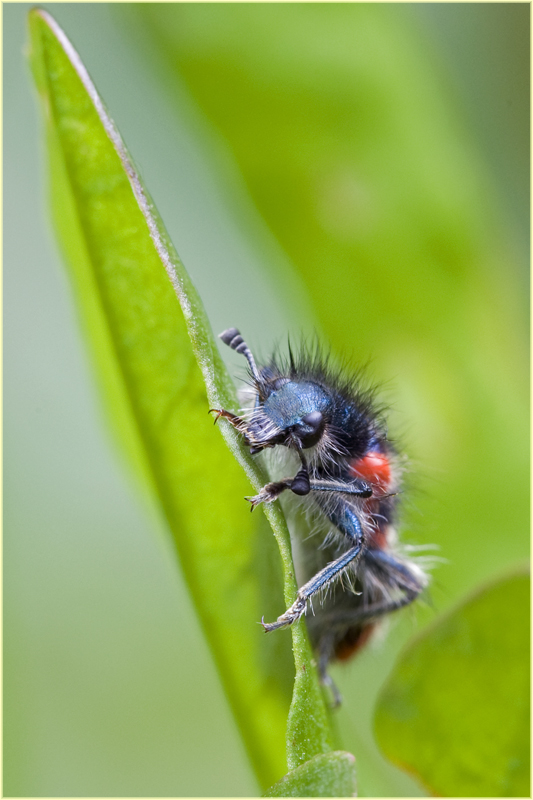 Clairon des abeilles