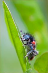 Clairon des abeilles