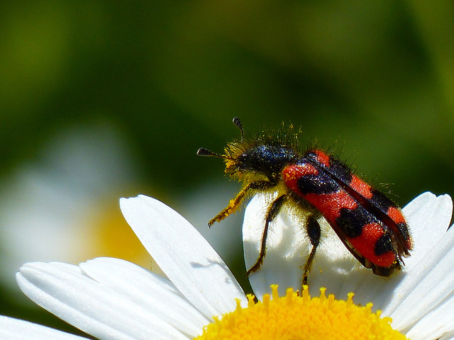 clairon des abeilles ( Trichodes apiarus )