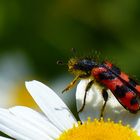 clairon des abeilles ( Trichodes apiarus )