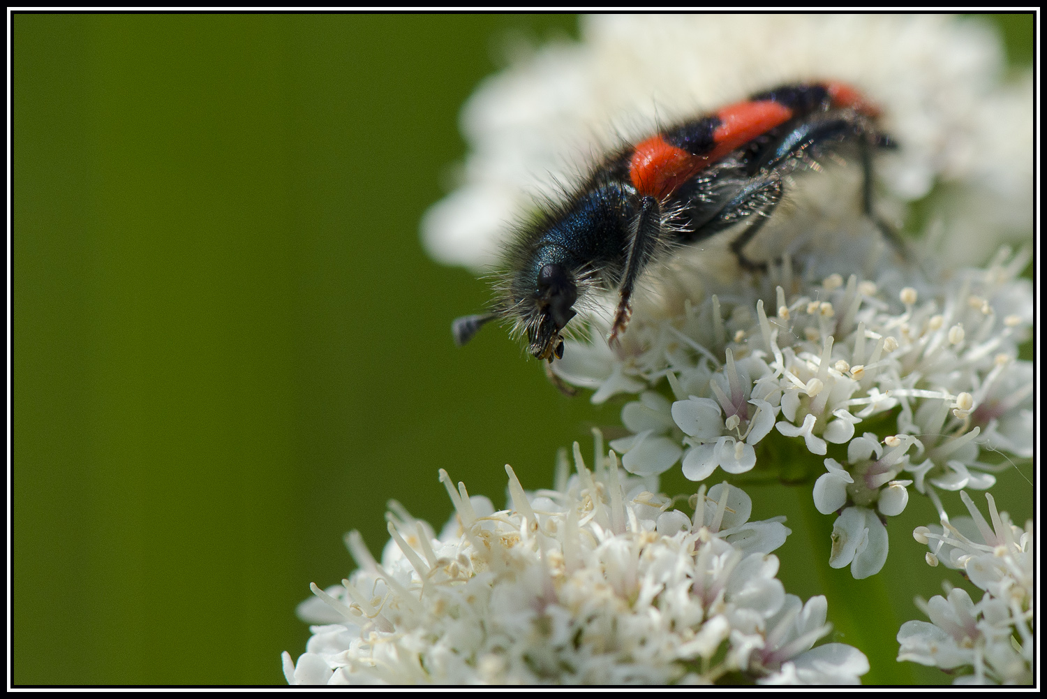 Clairon des abeilles (Tricodes apiarius)