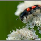 Clairon des abeilles (Tricodes apiarius)